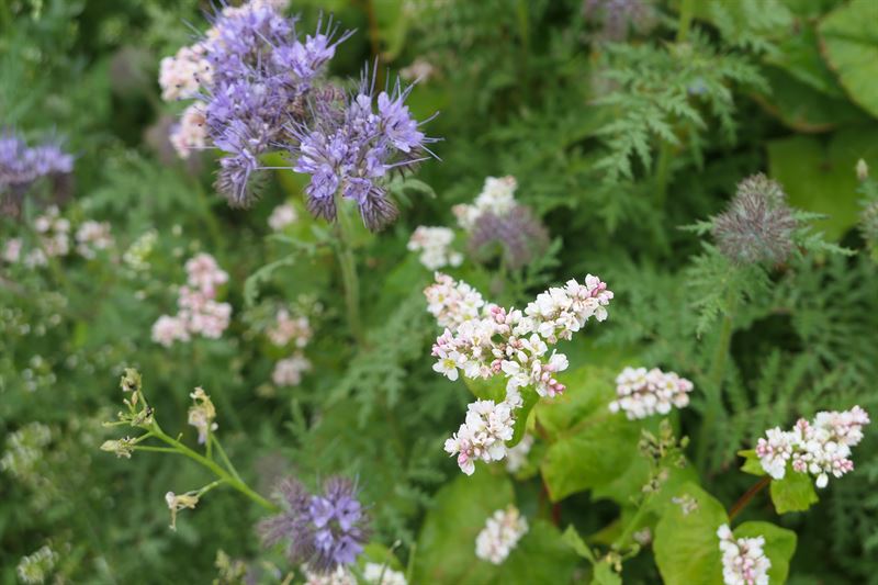 DSV Blomsterbrak Enårig, 10 kg